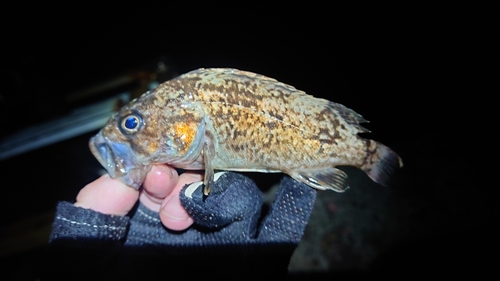 クロソイの釣果