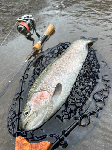 レインボートラウトの釣果