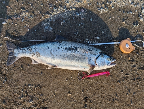 サクラマスの釣果