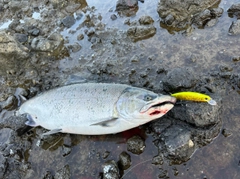 サクラマスの釣果