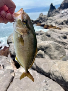 ショゴの釣果