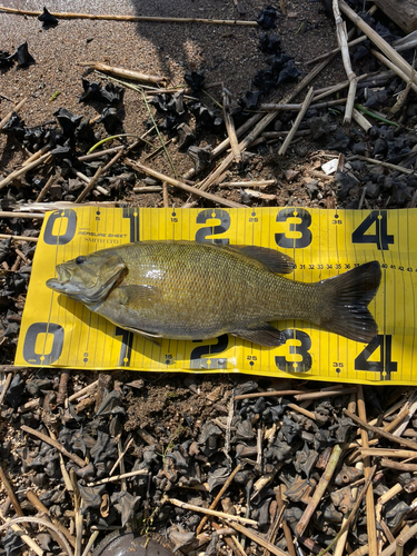 スモールマウスバスの釣果