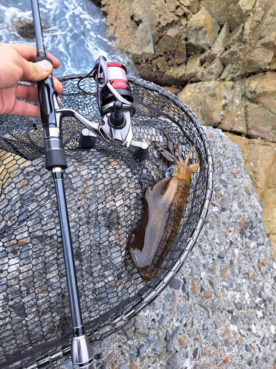 AoToki さんの 2024年05月03日のアオリイカの釣り・釣果情報(鹿児島県 - 鹿児島県南さつま市近辺) - アングラーズ |  釣果500万件の魚釣り情報サイト