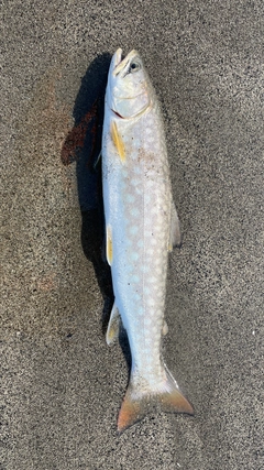 アメマスの釣果