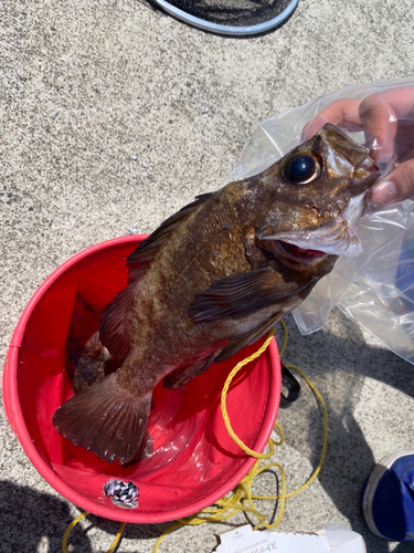 メバルの釣果