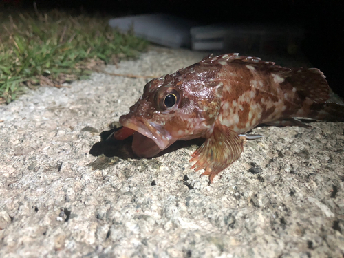 カサゴの釣果