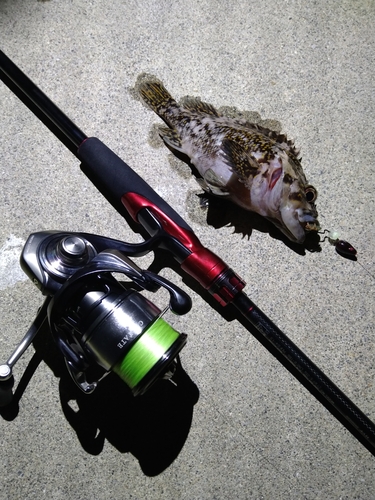 オウゴンムラソイの釣果