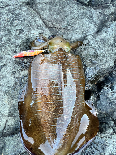 アオリイカの釣果