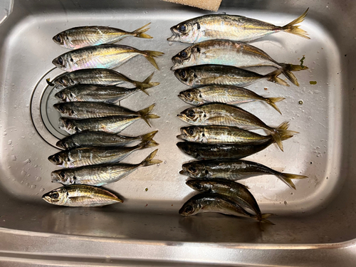 アジの釣果