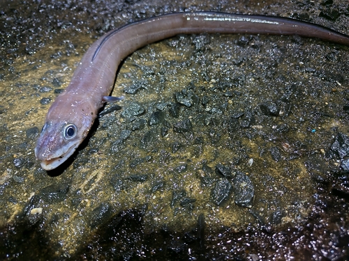 アナゴの釣果