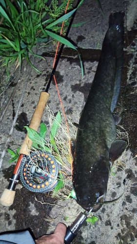 マナマズの釣果