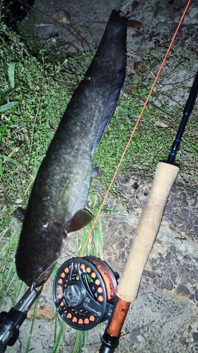 マナマズの釣果