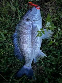 キビレの釣果