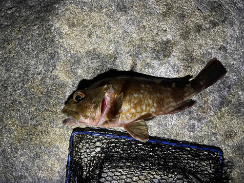 カサゴの釣果