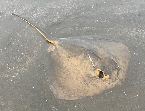 アカエイの釣果