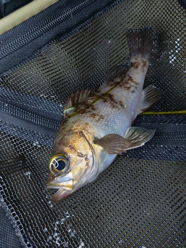 スズキの釣果