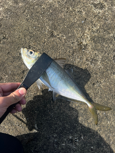 マアジの釣果