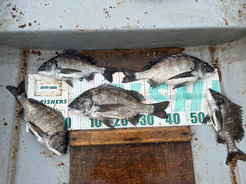 クロダイの釣果