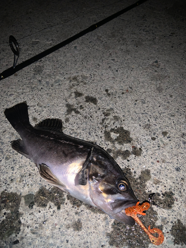 クロソイの釣果