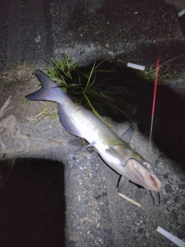 アメリカナマズの釣果