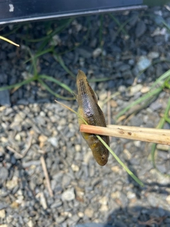 チチブの釣果