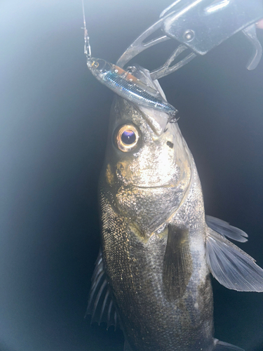 シーバスの釣果