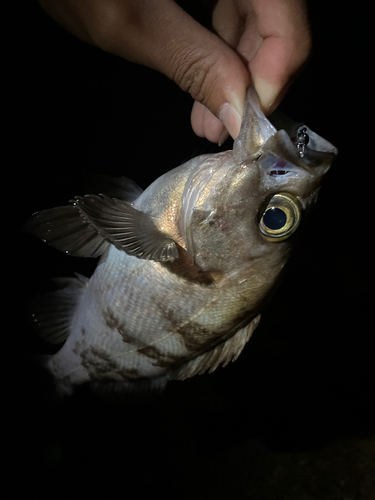 シロメバルの釣果