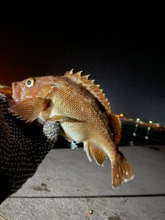 ガヤの釣果