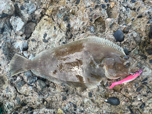 カレイの釣果