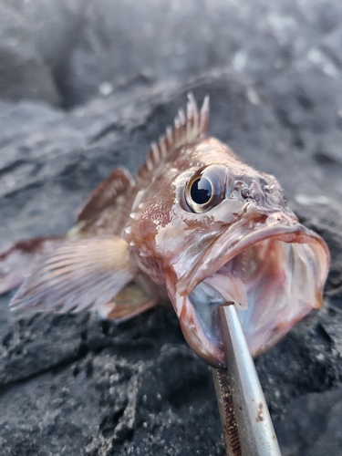 ガヤの釣果