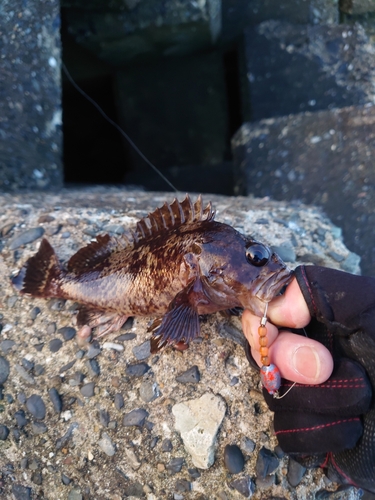 ムラソイの釣果