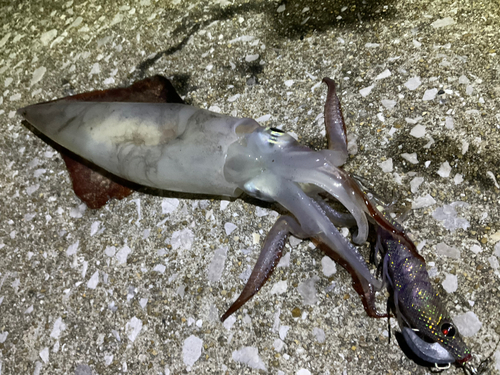 ヤリイカの釣果