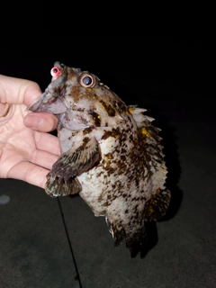 オウゴンムラソイの釣果