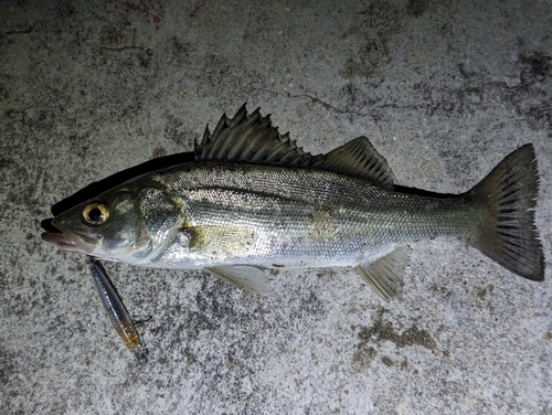 セイゴ（マルスズキ）の釣果