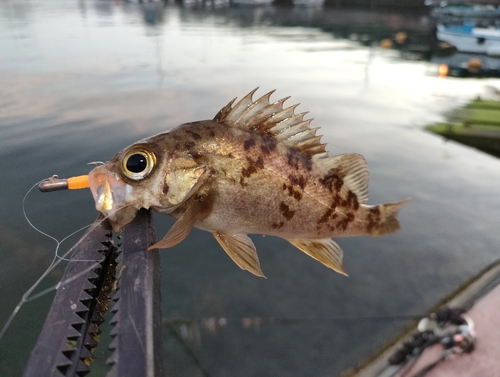 メバルの釣果