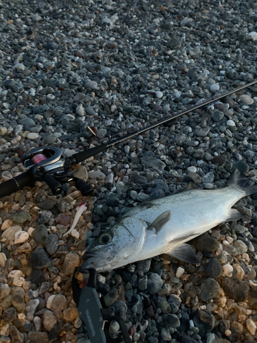 フッコ（ヒラスズキ）の釣果