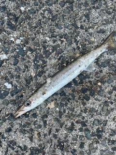 タイワンカマスの釣果