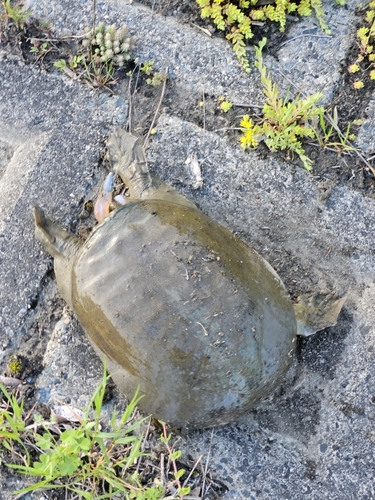 ニホンナマズの釣果