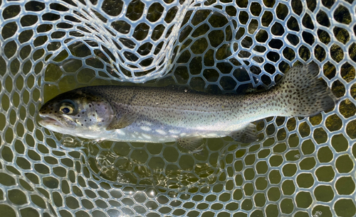 ニジマスの釣果