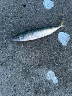 サバの釣果