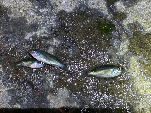 釣果