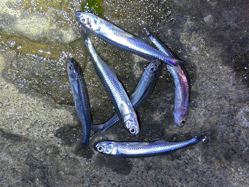 イワシの釣果