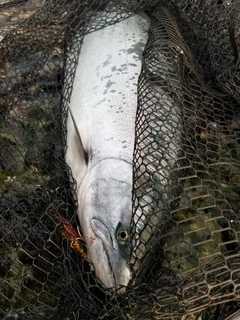 サクラマスの釣果