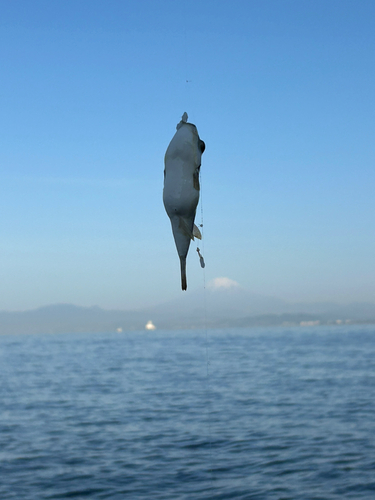 フグの釣果