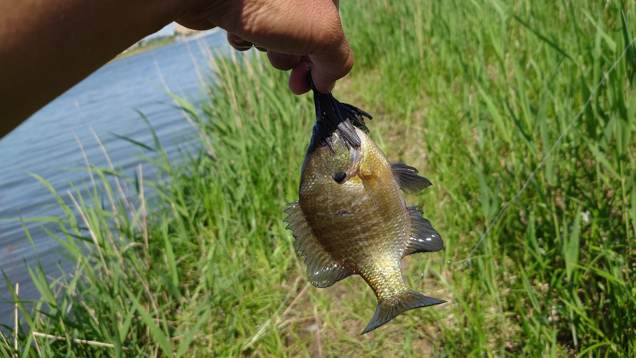 アメリカナマズ