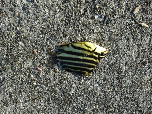 カゴカキダイの釣果