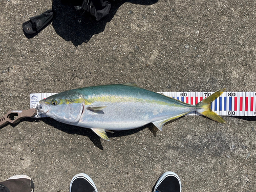 ブリの釣果