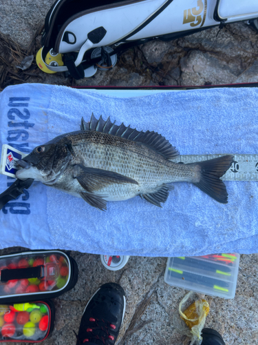 クロダイの釣果