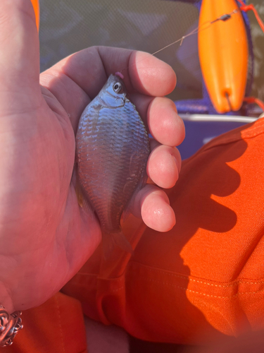 タナゴの釣果