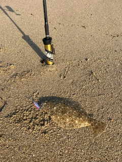 ソゲの釣果